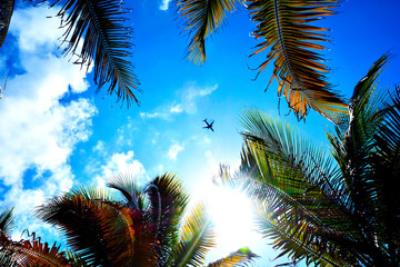 The plane flies against the background of a bright blue sky on a sunny day over palm trees.