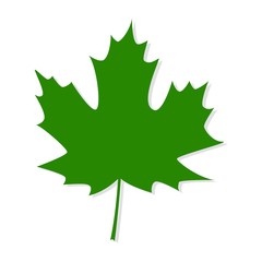 Green maple leaf isolated on white background.