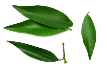 citrus leaves isolated on white background. top view. mandarin leaves. orange leaves