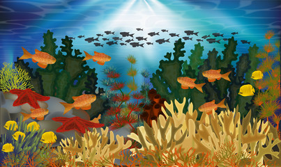 Underwater banner with algae, starfish and tropical fish, vector illustration