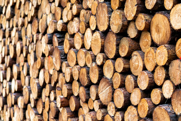 frische Holzstämme nach dem Fällen in einem Wald