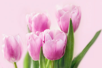 airy bouquet of delicate lilac tulips for congratulations