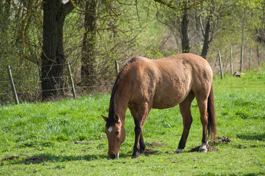 portrait of brown horse grazing in a meadow © pixarno