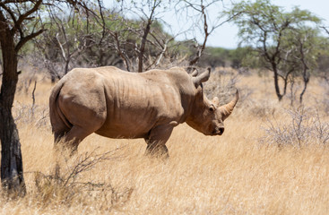Naklejka premium White Rhino