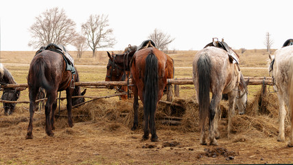 Horses eating hay from a feeding trough on a raining cold spring day