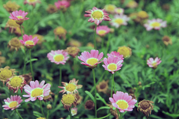 beautiful flower against green background.