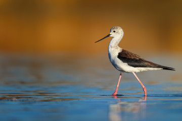 Black-winged stilt on a calm morning