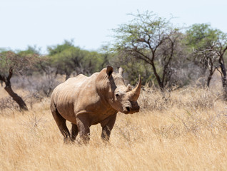 White Rhino