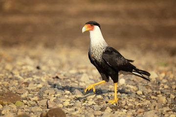 Southern crested caracara (Caracara plancus), also known as the southern caracara or carancho, is a bird of prey in the family Falconidae. 