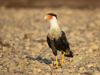 Southern crested caracara (Caracara plancus), also known as the southern caracara or carancho, is a bird of prey in the family Falconidae. 