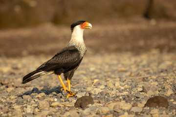 Southern crested caracara (Caracara plancus), also known as the southern caracara or carancho, is a bird of prey in the family Falconidae. 
