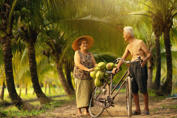 Couple of Old age man and woman collecting coconut in coconut farm in thailand.