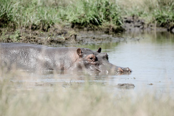 Hypo in the water in Safari