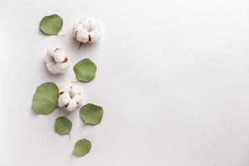 Cotton flowers with eucalyptus leaves on white background