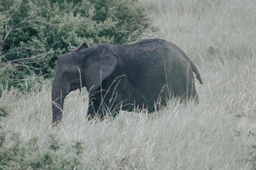 Fototapeta premium Portrait elephant in Uganda