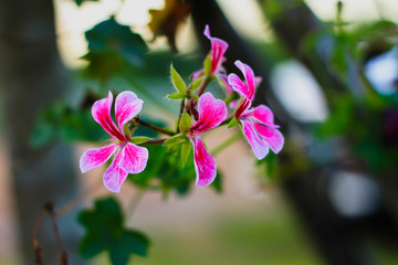 Agricultural Field, Springtime, Sky, Meadow, Flowerbed