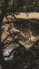 Some sacred deer in the grounds of Nara in Japan