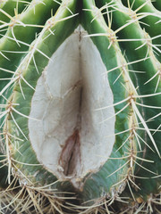 part of cactus, Abstract female vagina. gynecology and medicine for women. female genitals. woman sex concept. Vagina and clitoris symbol
