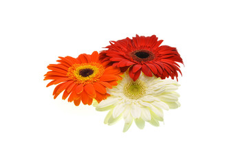colorful flowers isolated on white background