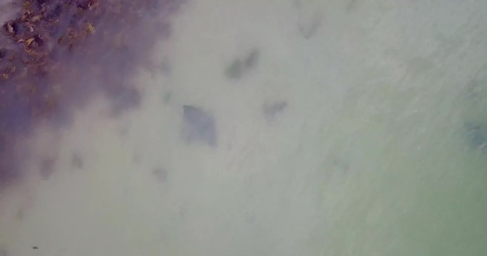 Stingray swimming along shallow water inside a calm bay