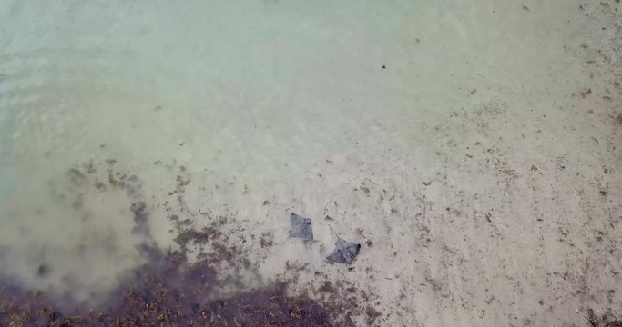 Stingray swimming along shallow water inside a calm bay