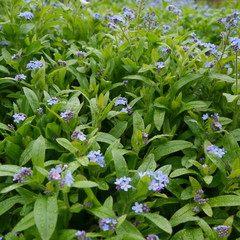 Blue Flowering forget me not Myosotis Plant
