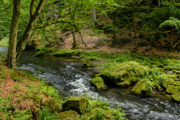 Forest creek, Bohemian Switzerland National Park, Czech Republic