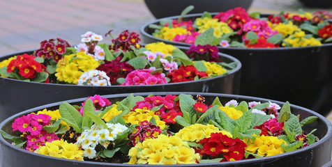 큰화분에 여러가지 꽃