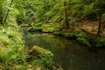 Forest river Kamenice, Bohemian Switzerland National Park, Czech Republic
