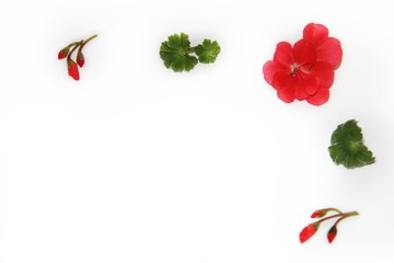 Naklejka premium Coral geranium flower.