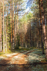 Scene of a beautiful sunset on a summer pine forest with trees and a moss covered dirt road. Landscape