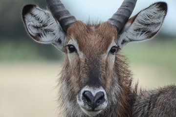 antelope in Safari in African