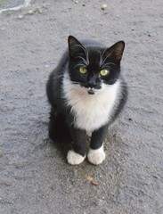 black cat with white mustache.