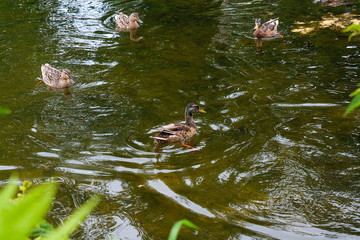 Group of mallard ducks floating on a pond at summer time.