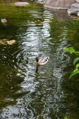 Close up of a passing Mallard Duck on pond at summer time..
