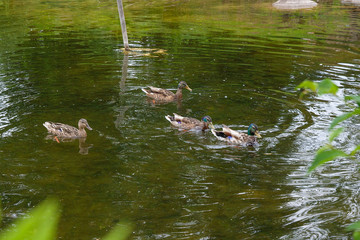 Group of mallard ducks floating on a pond at summer time.