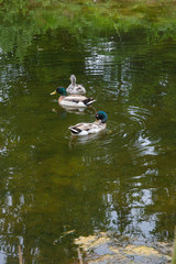 Two Male Mallard Ducks and Female Mallard Duck floating on a pond at summer time.