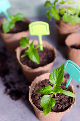 Seedlings paprika in pot with garden tools ground spade and rake on old wooden board. Copyspace.