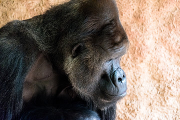 sad gorilla at the zoo