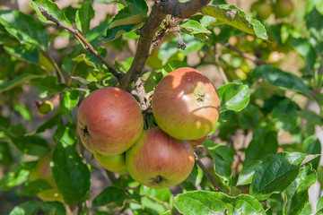 Shiny delicious apples hanging from a tree branch in an apple orchard.