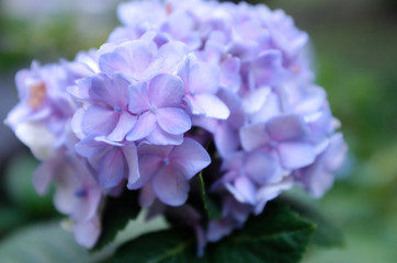 Close up of beautiful blue purple Hydrangea flower bouquet in outdoor garden with blurred green leaves in background. Selective focus.