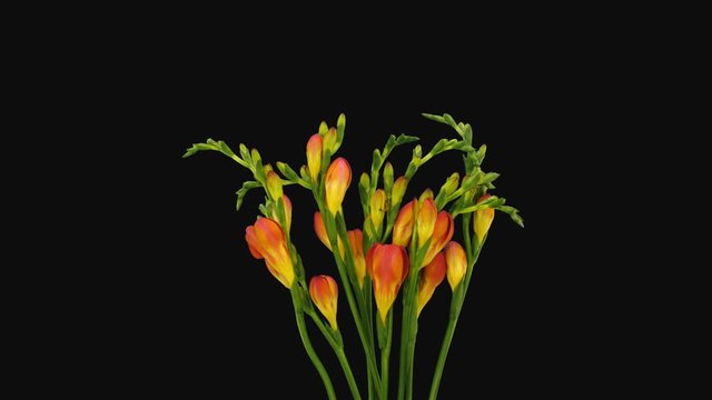 Time-lapse of opening orange freesia flower buds 3b4 in 4K PNG+ format with ALPHA transparency channel isolated on black background