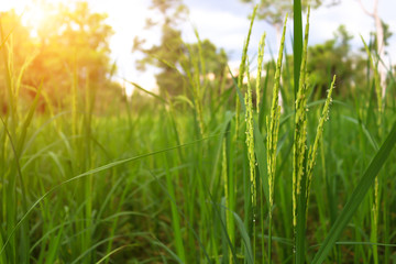 Soft rice fall on the green fields The atmosphere that rejoices