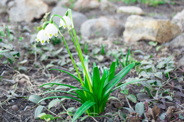 beautiful snowdrops in the forest. first flowers after winter