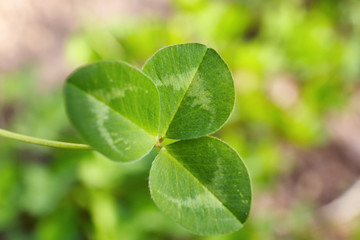 Fresh green clover outdoors, closeup