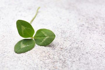 Fresh green clover on light background