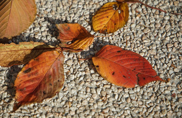 Withered fallen leaves on the ground