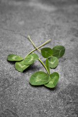 Fresh green clover on grey background