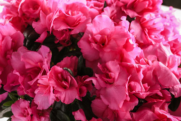 Beautiful azalea flowers, closeup
