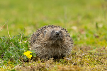 Naklejka na ściany i meble Hedgehog in Springtime with yellow dandelion and head raised